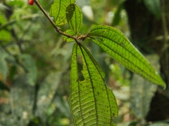Miconia aurantiaca