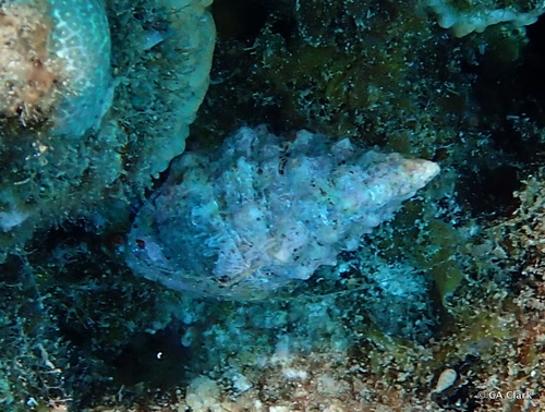 Cerithium echinatum observed 2016-08-26