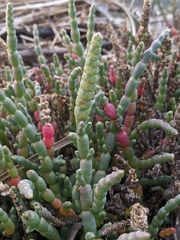 Salicornia blackiana