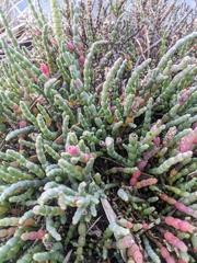 Salicornia blackiana