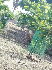 Axis axis ceylonensis