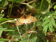 Acraea caecilia
