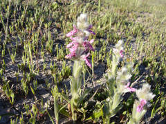 Stachys sericea