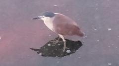 Nycticorax caledonicus