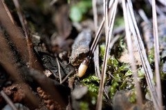 Luciola filiformis