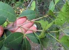 Searsia natalensis