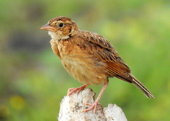 Mirafra javanica cantillans