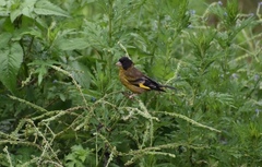 Chloris ambigua