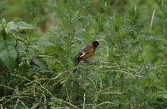 Chloris ambigua