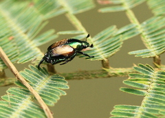 Popillia biguttata