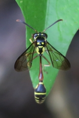 Eustenogaster micans