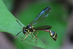 Eustenogaster micans