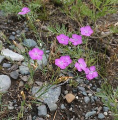 Dianthus chinensis