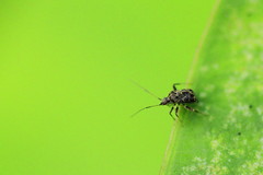 Charagochilus