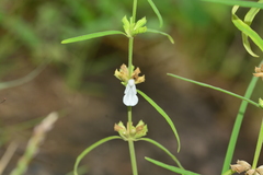 Leucas longifolia