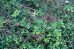 Lespedeza chinensis