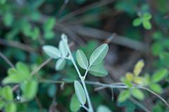 Lespedeza chinensis