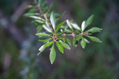 Rhamnus parvifolia