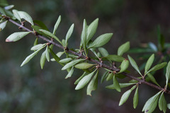 Rhamnus parvifolia