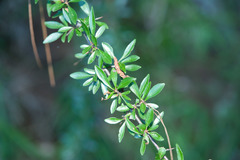 Rhamnus parvifolia