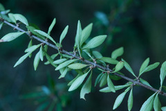 Rhamnus parvifolia