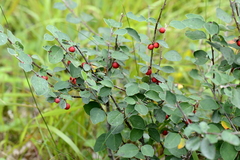 Cotoneaster integerrimus