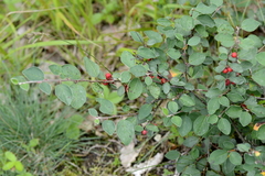 Cotoneaster integerrimus