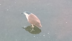 Nycticorax caledonicus