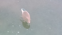 Nycticorax caledonicus