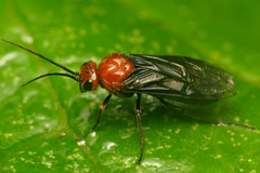 Hemichroa australis