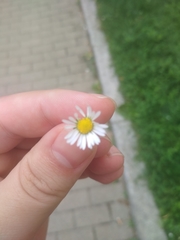 Bellis perennis