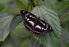 Limenitis homeyeri