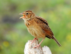 Mirafra javanica cantillans
