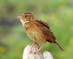 Mirafra javanica cantillans