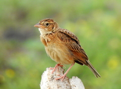 Mirafra javanica cantillans