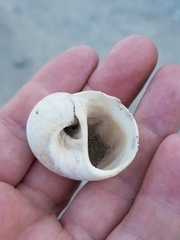 Naticarius stercusmuscarum