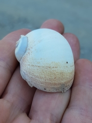 Naticarius stercusmuscarum