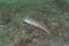 Valenciennea puellaris