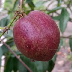 Phaleria macrocarpa