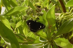 Euploea lewinii