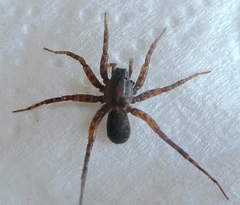 Arachnida