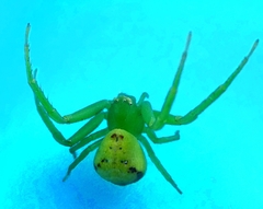 Ebrechtella tricuspidata