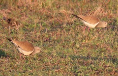 Vanellus melanopterus minor