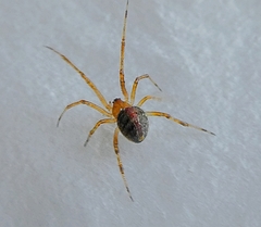 Arachnida