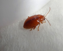 Coleoptera