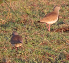 Vanellus melanopterus minor