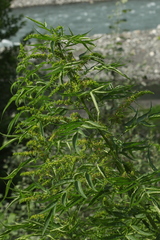 Datisca cannabina
