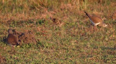 Vanellus melanopterus minor
