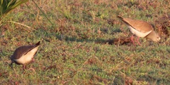 Vanellus melanopterus minor