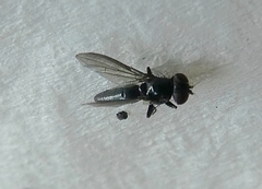 Pterygota